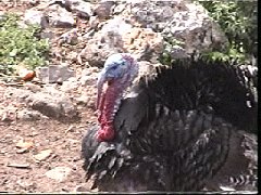 Urlaub auf Kreta  Pfau