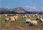 Urlaub auf Kreta im April 2001 Schafe