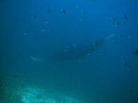 Unterwasserfotos Tauchbilder Tauchen in Khao Lak - Similans - Andamanensee - Thailand