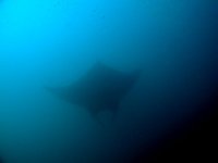 Unterwasserfotos Tauchbilder Tauchen in Khao Lak - Similans - Andamanensee - Thailand