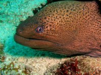 Unterwasserfotos Tauchbilder Tauchen in Khao Lak - Similans - Andamanensee - Thailand