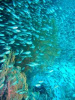 Unterwasserfotos Tauchbilder Tauchen in Khao Lak - Similans - Andamanensee - Thailand