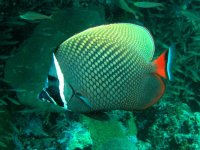 Unterwasserfotos Tauchbilder Tauchen in Khao Lak - Similans - Andamanensee - Thailand
