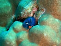 Unterwasserfotos Tauchbilder Tauchen in Khao Lak - Similans - Andamanensee - Thailand