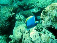 Unterwasserfotos Tauchbilder Tauchen in Khao Lak - Similans - Andamanensee - Thailand