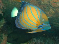 Unterwasserfotos Tauchbilder Tauchen in Khao Lak - Similans - Andamanensee - Thailand