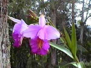 Orchidee: Arundina graminifolia