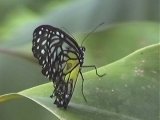Schmetterling (4899 Byte)