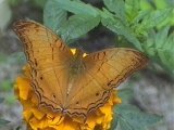 Schmetterling (4899 Byte)