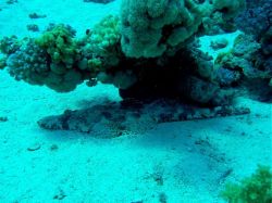 Unterwasserfotos Tauchbilder Tauchplatz Gabr el Bint East und El Shagarat, Dahab