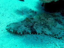 Unterwasserfotos Tauchbilder Tauchplatz Gabr el Bint East und El Shagarat, Dahab