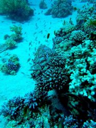 Unterwasserfotos Tauchbilder Tauchplatz Gabr el Bint East und El Shagarat, Dahab