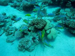 Unterwasserfotos Tauchbilder Ricks Reef und Islands, Dahab