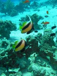 Unterwasserfotos Tauchbilder Ricks Reef und Islands, Dahab