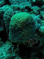 Unterwasserfotos Tauchbilder El Gouna, Poseidon Reef und Dolphin Reef