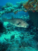 Unterwasserfotos Tauchbilder El Gouna, Poseidon Reef und Dolphin Reef