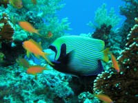 Unterwasserfotos Tauchbilder El Gouna, Poseidon Reef und Dolphin Reef