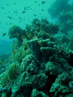 Unterwasserfotos Tauchbilder El Gouna, Siyul Kabira - Siyul Gilowa