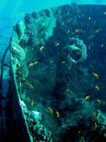 Unterwasserfotos Tauchbilder El Gouna, Wracktauchen Gianni D. 