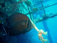 Unterwasserfotos Tauchbilder El Gouna, Wracktauchen Gianni D. 