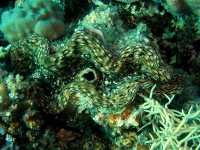 Unterwasserfotos Tauchbilder El Gouna, Marsa Abu Galawa - Sakwath Abu Galawa