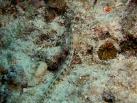 Unterwasserfotos Tauchbilder El Gouna, Marsa Abu Galawa - Sakwath Abu Galawa