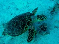 Unterwasserfotos Tauchbilder El Gouna, Marsa Abu Galawa - Sakwath Abu Galawa