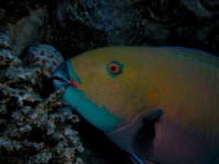 Unterwasserfotos Tauchbilder Poseidon Reef - Shaab Ivan, El Gouna 