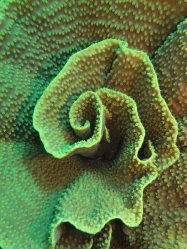 Unterwasserfotos Tauchbilder El Quseir