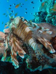 Unterwasserfotos Tauchbilder El Quseir