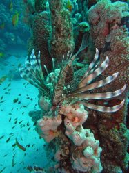Unterwasserfotos Tauchbilder El Quseir