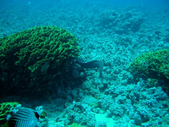 Tauchfotos Stone Beach Hurghada Rotes Meer