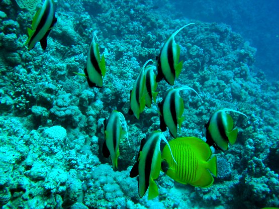 Tauchfotos Shaab Sabina Hurghada Rotes Meer