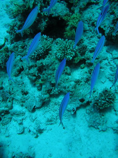 Tauchfotos Shaab Sabina Hurghada Rotes Meer