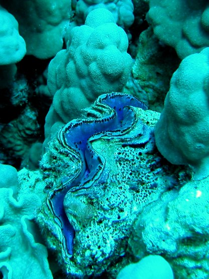 Tauchplatz: "Small Giftun", Hurghada