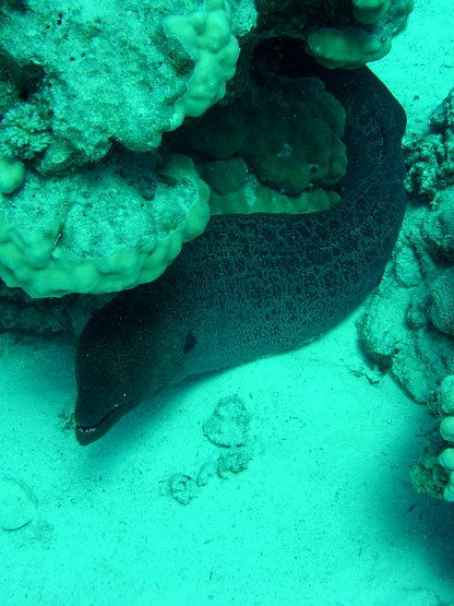 Tauchplatz: "Gotu Abu Ramada East", Hurghada