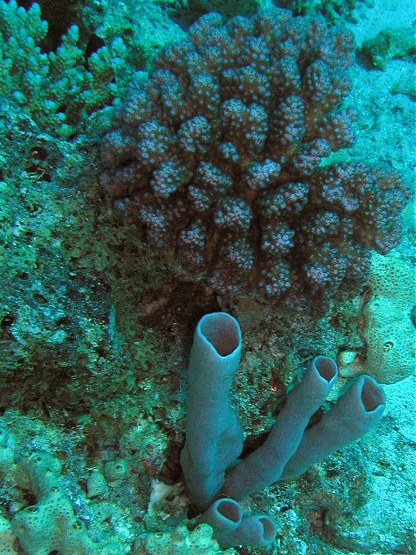 Tauchplatz: "El Aruk Split Erk", Hurghada