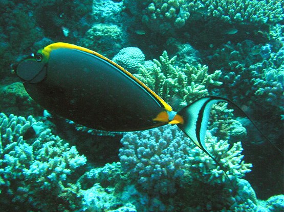 Tauchplatz: "El Aruk Split Erk", Hurghada