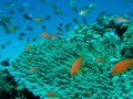 El Aruk Split Erk Tauchen Tauchfotos Hurghada Rotes Meer