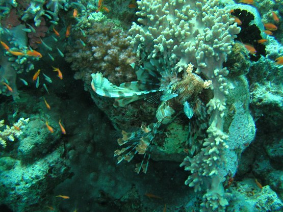 Tauchplatz: "El Fanadir South", Hurghada