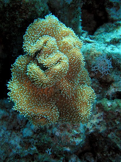 Tauchplatz: "El Fanadir North", Hurghada