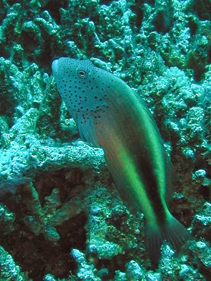 Tauchplatz: "Halg Disha", Hurghada