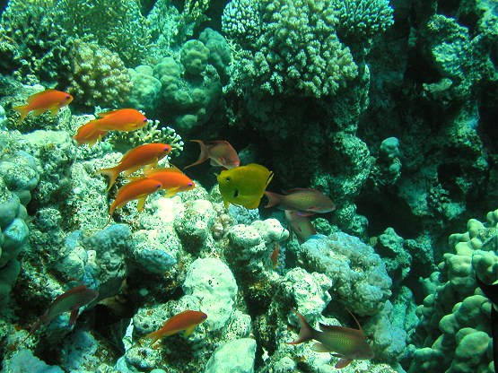 Tauchplatz: "Halg Disha", Hurghada