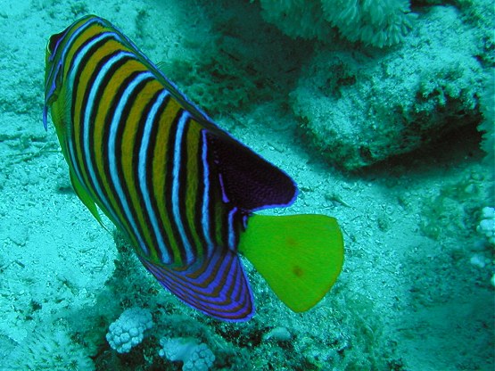 Tauchplatz: "Ras Disha", Hurghada