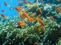 Tauchplatz: Ras Disha, Hurghada