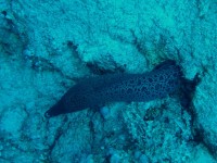 Unterwasserfotos Tauchbilder Hurghada Police Station - Shaab Sabina