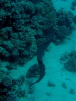 Unterwasserfotos Tauchbilder Hurghada Police Station - Shaab Sabina