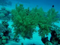 Unterwasserfotos Tauchbilder Hurghada Bakadi Bay - Abu Hashish Lagoon