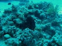 Unterwasserfotos Tauchbilder Hurghada Bakadi Bay - Abu Hashish Lagoon