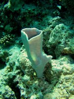 Unterwasserfotos Tauchbilder Hurghada Marsa Abu Galawa - El Fanous East 